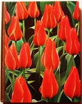 Bulbs Hardcover James U. Crockett. Fixed Price $6.74.